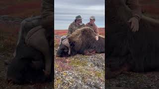 Barrenground Muskox Hunt Client Testimonial Aylmer Lake Lodge Northwest Territory Canada [upl. by Assilak]