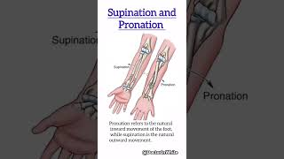 Supination and pronation  viralshorts supination pronation anatomy movement [upl. by Nylirrehs330]