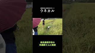 奈良県桜井市にてお米農家向け実演の様子 草刈りロボット 草刈り 農業機械 ウネカル スマート農業 shorts [upl. by Lirrehs]