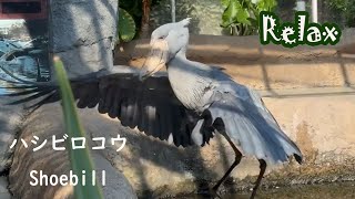 次何しようか悩むハシビロコウ Shoebill stork wondering what to do next [upl. by Wilkison]