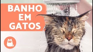 COMO DAR BANHO EM GATOS e quando fazer isso [upl. by Brok411]