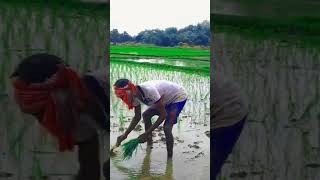 Ai Matir Buka Pram Aache shorts Video farmer [upl. by Sucramal]