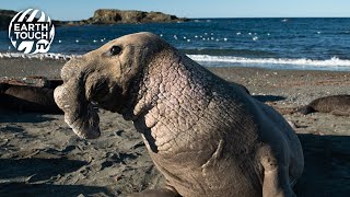 Elephant seals battle over mating rights [upl. by Kerge]