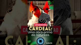 UM DOS PASSAROS MAIS BONITOS DO BRASIL passaros galodecampina birds [upl. by Ennoryt]