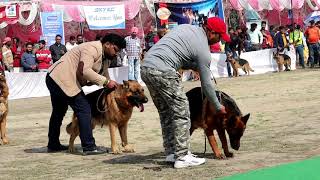 GERMAN SHEPHERD SPECIALTY  DOG SHOW IN INDIA  KCI DOG SHOW  KENNEL CLUB KARNAL  SCOOBERS [upl. by Eidnahs]