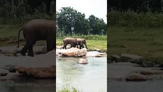 28 Hati Baitarani may Ghumrahe hai trending elephant youtube reels [upl. by Linda]