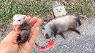 BABY OPOSSUM FOUND SICK amp ORPHANED  WHAT NOW [upl. by Barnabas244]