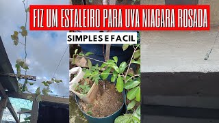 Fiz um estaleiro para uva Niágara rosada em vaso [upl. by Nonaihr]