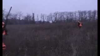 Hunting The First State  Pheasant and Chukar Hunting with Vizsla [upl. by Reinold]