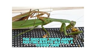 The Shocking Truth About Praying Mantis Mating A Closer Look [upl. by Oilut]