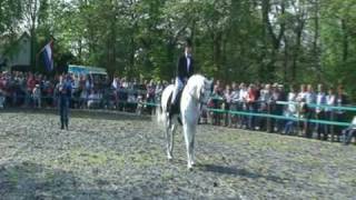 Junior STV Amazing Stallion [upl. by Swan]