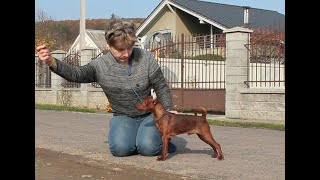 Miniature pinscher training [upl. by Hinkel]