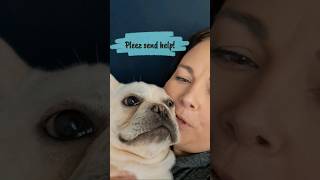 FINNY THE FRENCHIE GETTING TOO MUCH LOVIN FORCED LOVINS frenchbulldog frenchie doggo kisses [upl. by Modestine]