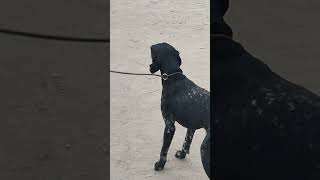 German shorthaired pointer dog barking  dog barking sound dog doglover pointerdog [upl. by Atil]