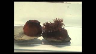 Actinia equina beadlet anemone aggressive behaviour [upl. by Reckford]