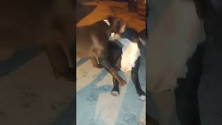 American Bully 6 months old puppy littermate playing [upl. by Akins]