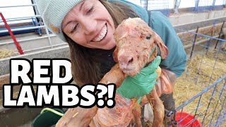 We have RED LAMBS and Im obsessed😍  Vlog 683 [upl. by Peacock]