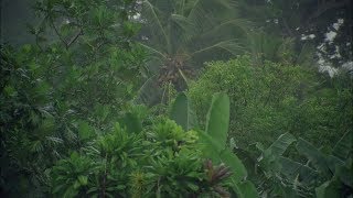 Regen im Regenwald  Unwetter in den Tropen zum Einschlafen und Entspannen [upl. by Nerwal365]