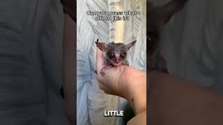 Rescuing a Newborn Galago Without a Mother rescueanimals animals animalrescue Galago [upl. by Retrop]