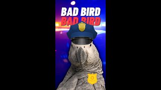 African Grey Gizmo thinks he’s a police bird and sings bad bird 🐦 🚔shorts30 talkingparrot [upl. by Polinski]