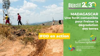 À Madagascar une forêt comestible pour freiner la dégradation des terres [upl. by Barbey]