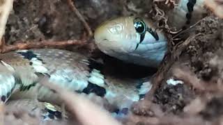 Indian wolf snake  Lycodon aulicus in our farm [upl. by Ahsal]