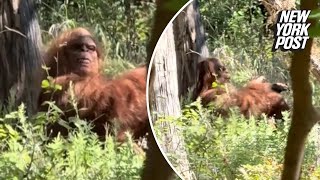 Bigfoot captured in wild viral video by terrified hiker ‘Scariest moment of my life’ [upl. by Berliner893]