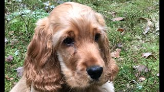 Golden cocker spaniel puppy playing with puppy friends [upl. by Switzer]