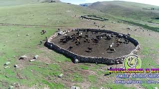 HERRANZA DE VACAS EN HUAYTARUMI SANTIAGO DE PAUCARAY SUCRE AYACUCHO PERU [upl. by Aicener468]