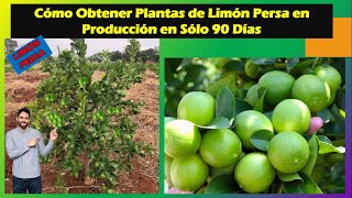 Cómo obtener limón persa en producción en solo 3 meses Discovery Mundo Limón Persa [upl. by Iur663]