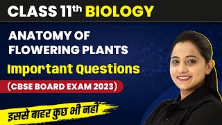 Anatomy of Flowering Plants  Class 11 CBSE Important Questions 2024  Class 11 Biology Chapter 6 [upl. by Feilak]