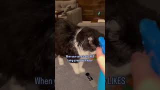 Cat vs Sprinkler funny funnycatvideos catvideos [upl. by Bang550]