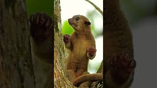 KINKAJOU kinkajou wildworld [upl. by Pammy]