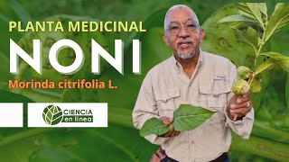 Conoce el NONI Morinda citrifolia L Una planta medicinal 🌱 [upl. by Wallford]