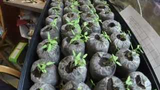 Seedlings Time Lapse  Tomatoes [upl. by Idid]