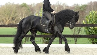 Friesian dressage horse Floris [upl. by Kina]