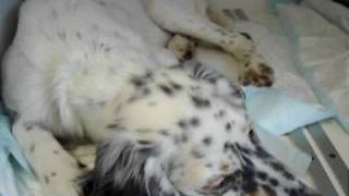 Alfie English Setter with dyspnoea due to lungworm infection [upl. by Halullat521]