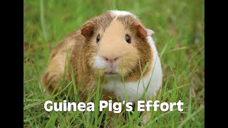 Guinea Pigs Effort  My First Technique Book by Kerstin Wartberg [upl. by Adiell]