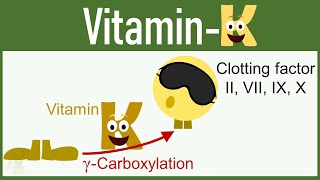 Vitamin K Functions Mechanism of Action Deficiency etc [upl. by Mattson]