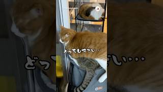 なっちゃんの上に乗るチャチャくん🐱💤｜PECO キジトラ 茶トラ 猫 愛猫家 猫のいる暮らし browntabby redtabby cat catlover catlife [upl. by Ahsas]