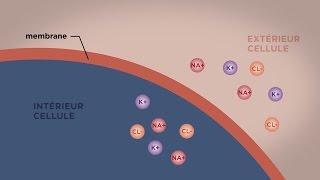 MOOC côté cours  Le transport direct au travers des membranes [upl. by Enirhtak]