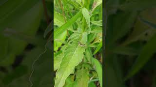 Grasshopper unknown species 蝗蟲 未知物種 [upl. by Yerak899]