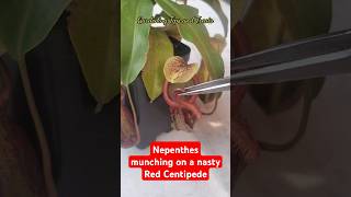 Feeding my Nepenthes a Slug amp a Nasty Red Centipede but it escaped🐛 nepenthesplant pitcherplants [upl. by Fairbanks24]