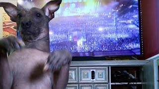 DANCING DOG ALERT PART 1 Hairless Dog Dances PROUD MARY tinaturner [upl. by Enyalahs]