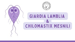 GIARDIA LAMBLIA amp CHILOMASTIX MESNILI  Microbiología [upl. by Annaeirb]