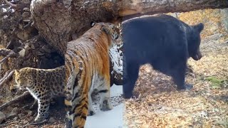 Amur tigress Leopard and Brown bear at the same tree [upl. by Macswan]