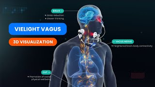 Vielight Vagus  3D Visualization  Vagal Photobiomodulation [upl. by Ettennaej907]