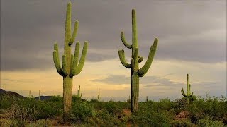 AMAZING Cacti and Succulents Worlds Most Spectacular Plants episode 11 of 14 [upl. by Gracye71]