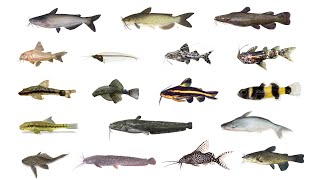 🐟 Types of Catfish  18 Catfish Species catfish [upl. by Weingarten485]