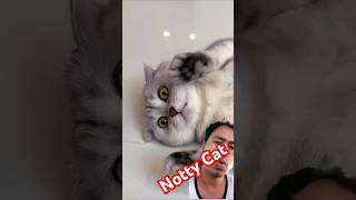 Green screen video with Sonyakisa8 What other tricks can I expect from Sonya  shorts cat cats [upl. by Adnorrahs]